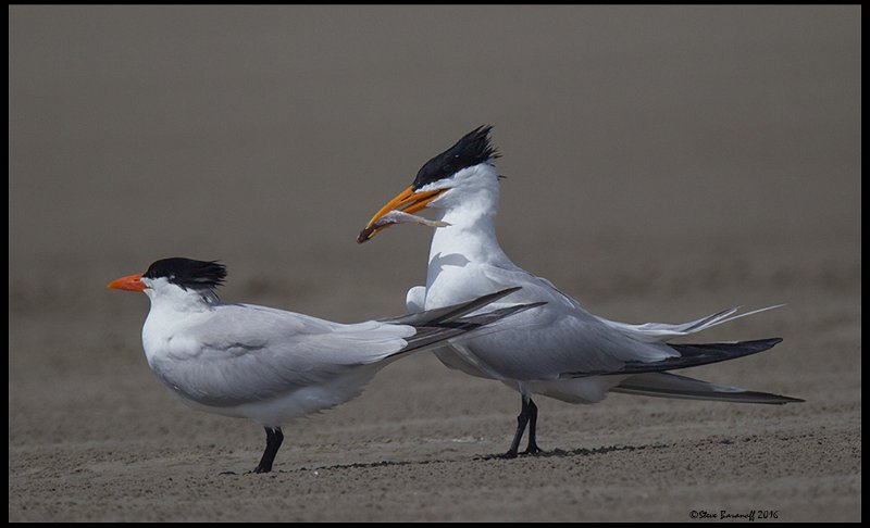 _6SB1067 royal terns.jpg